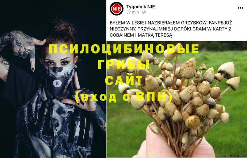 Галлюциногенные грибы Psilocybine cubensis  Ужур 